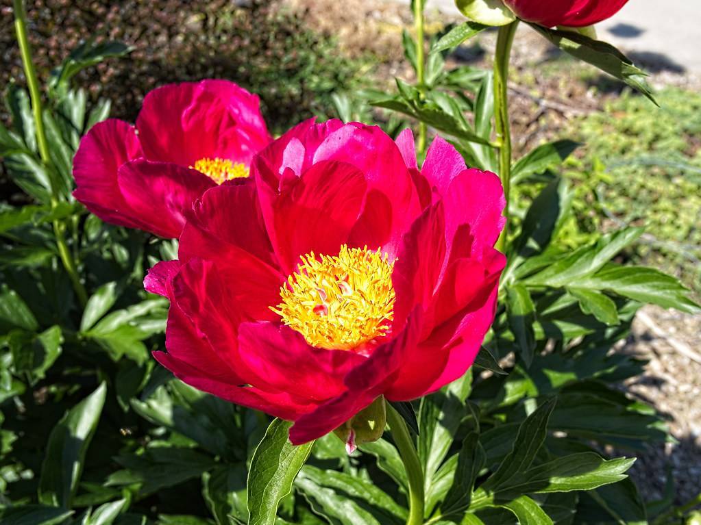 reddish-pink, large flowers with yellow, dense stamens, dark-green, shiny, lanceolate leaves, and green, shiny stem