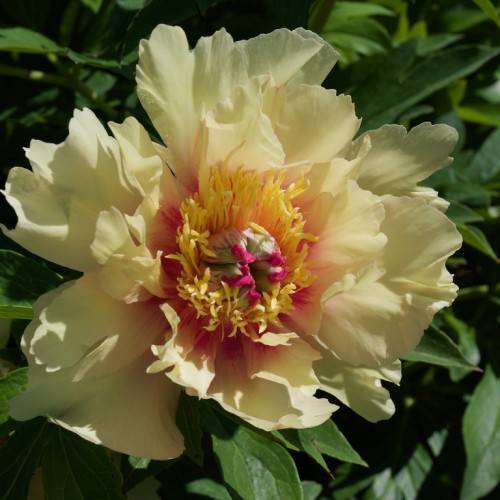 light-yellow flower with gray-pink center, yellow stamens and dark-green leaves and stems