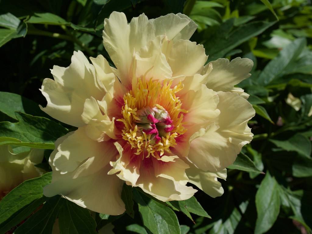 light-yellow flower with gray-pink center, yellow stamens and dark-green leaves and stems