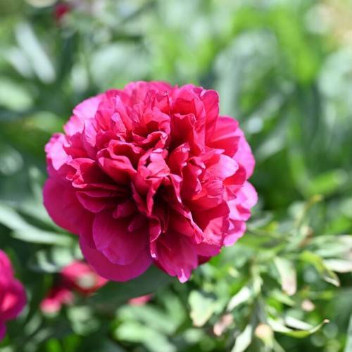  large, pink, ruffled, rose-like flower 