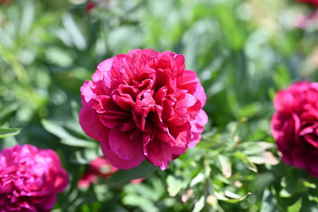  large, pink, ruffled, rose-like flower 