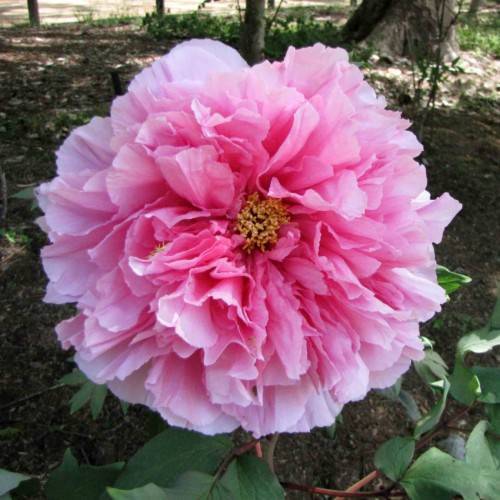 pink flower with yellow stamens, green leaves and brown stems