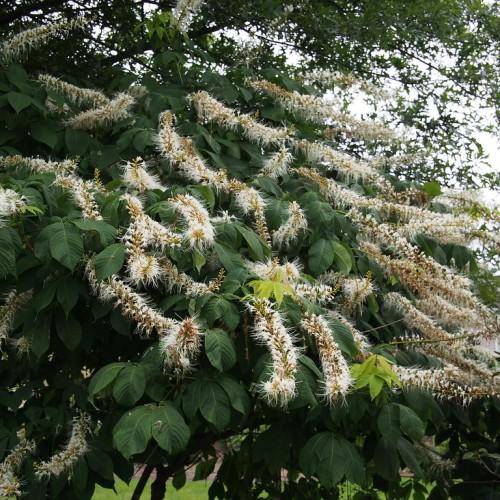 Bottlebrush-like white flower and dark-green leaves on green stems.