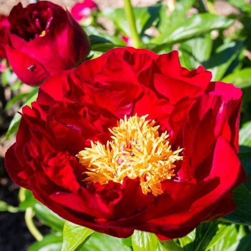 red flowers with yellow stamens, lime leaves and stems