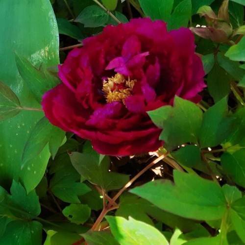 maroon flower with yellow stamens, green leaves and light-brown stems