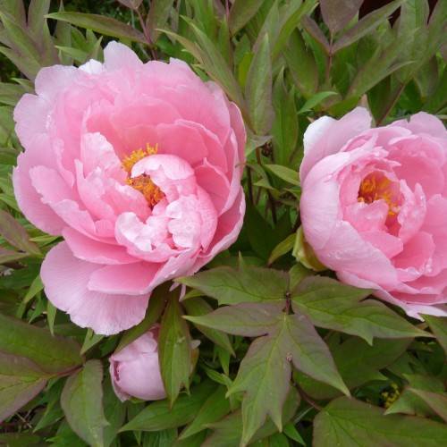 light-pink flowers with yellow stamens, pink-green leaves and burgundy stems