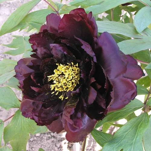 dark-maroon flower with yellow stamens, light-green leaves and brown stems
