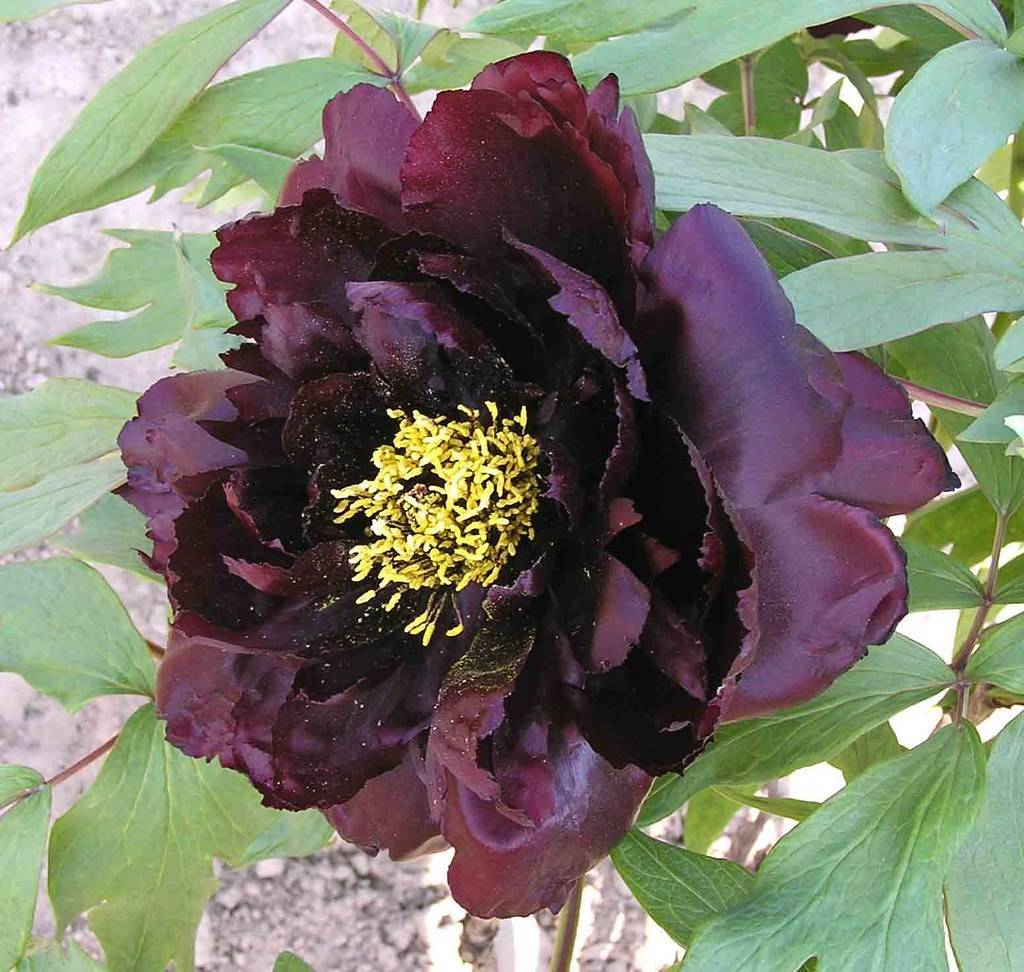 dark-maroon flower with yellow stamens, light-green leaves and brown stems