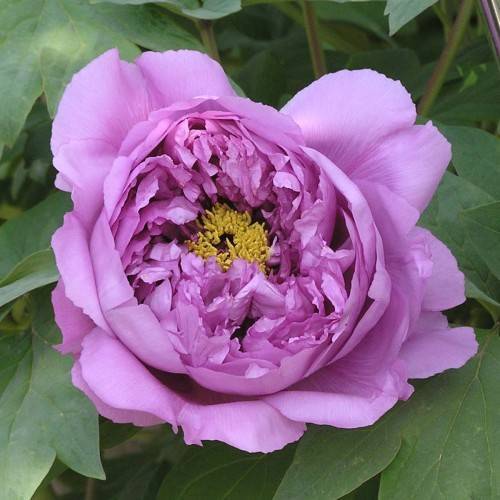 light-purple flower with yellow stamens, light-green leaves and stems