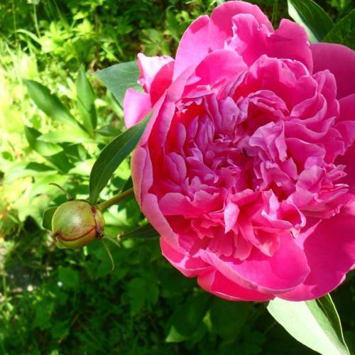 pink flower and lime-pink bud, with green leaves and stems