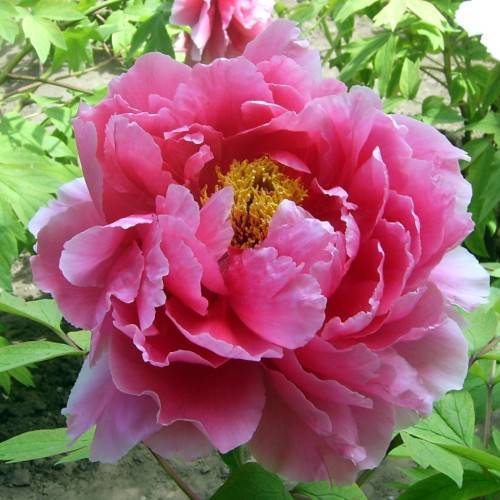 pink flower with yellow stamens, lime leaves and green-brown stems