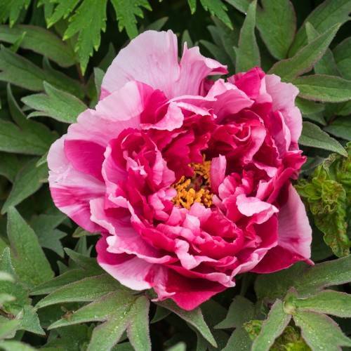 light-dark-pink, ruffled flower with yellow stamens, feathery, green, palmate leaves