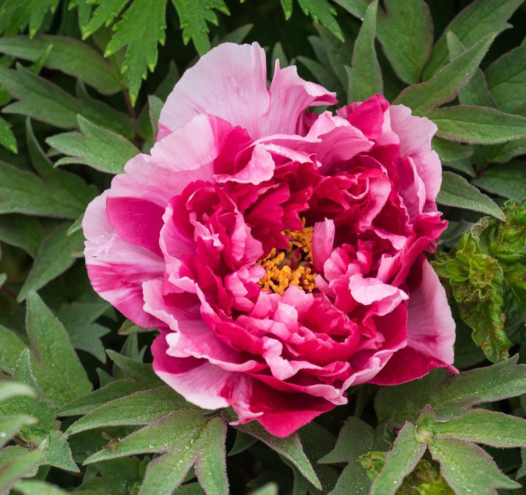 light-dark-pink, ruffled flower with yellow stamens, feathery, green, palmate leaves 