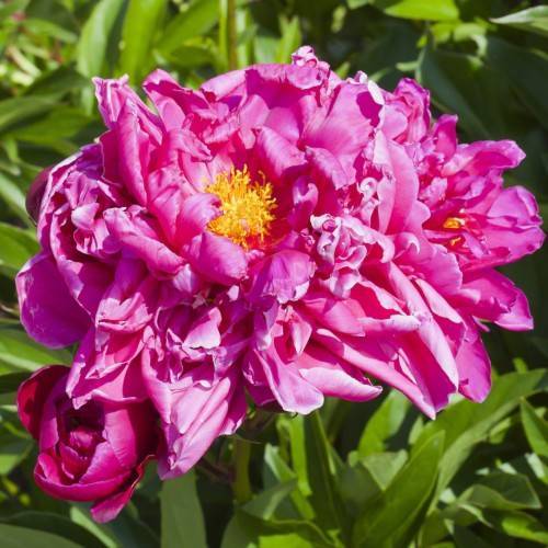 pink flowers with yellow stamens, and lime leaves