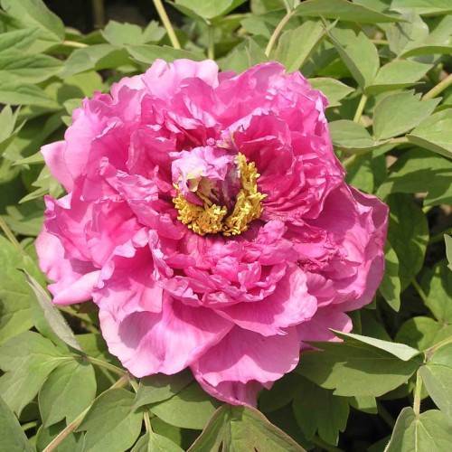 pink flower with yellow stamens, olive leaves and light-green stems