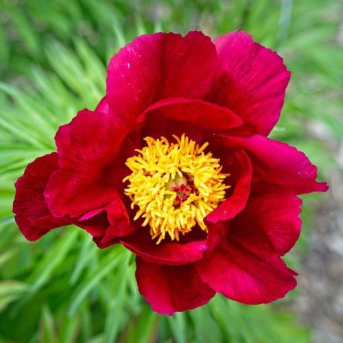 reddish-pink, large, glossy flowers with yellow, dense stamens