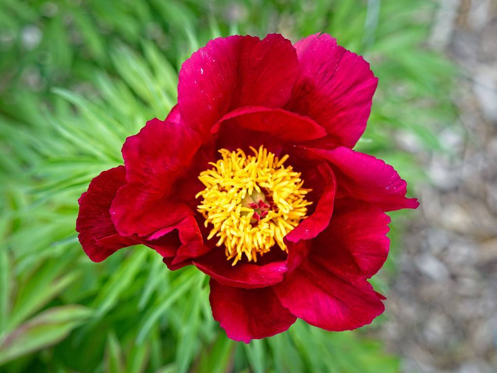 reddish-pink, large, glossy flowers with yellow, dense stamens