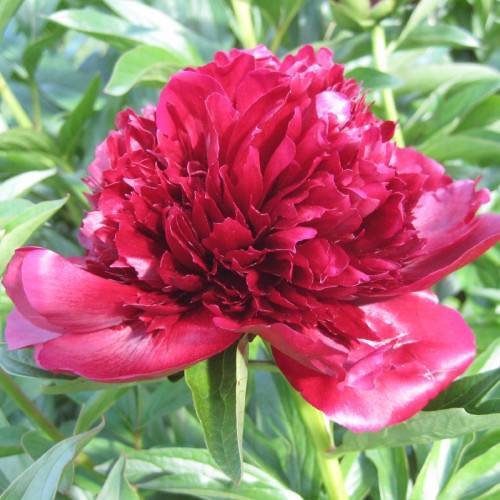 red flower with green leaves and stems
