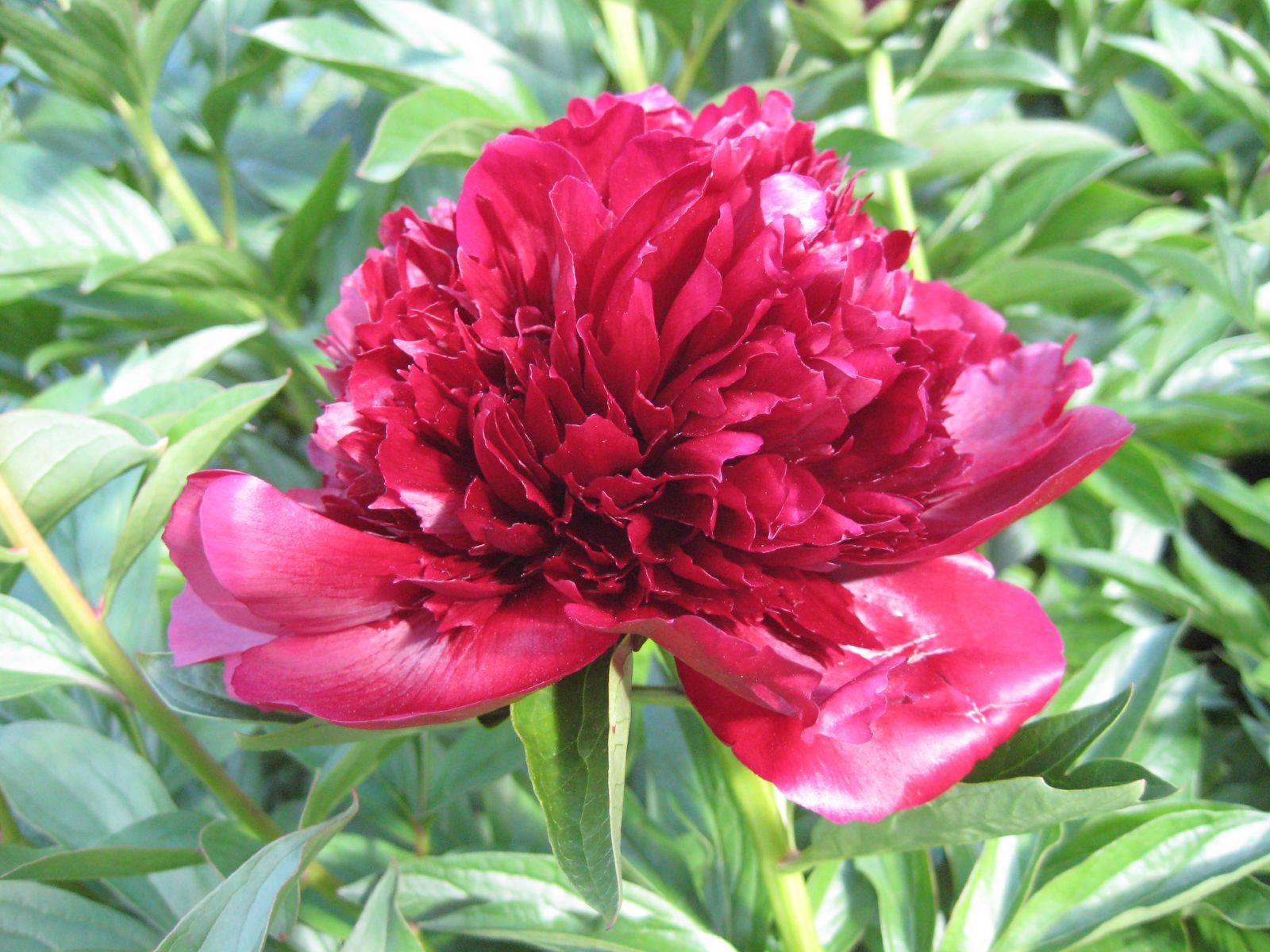 red flower with green leaves and stems