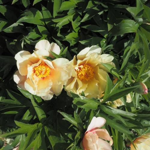 peachy-white, large flowers with yellow, dense stamens, and dark-green, shiny, palmate leaves