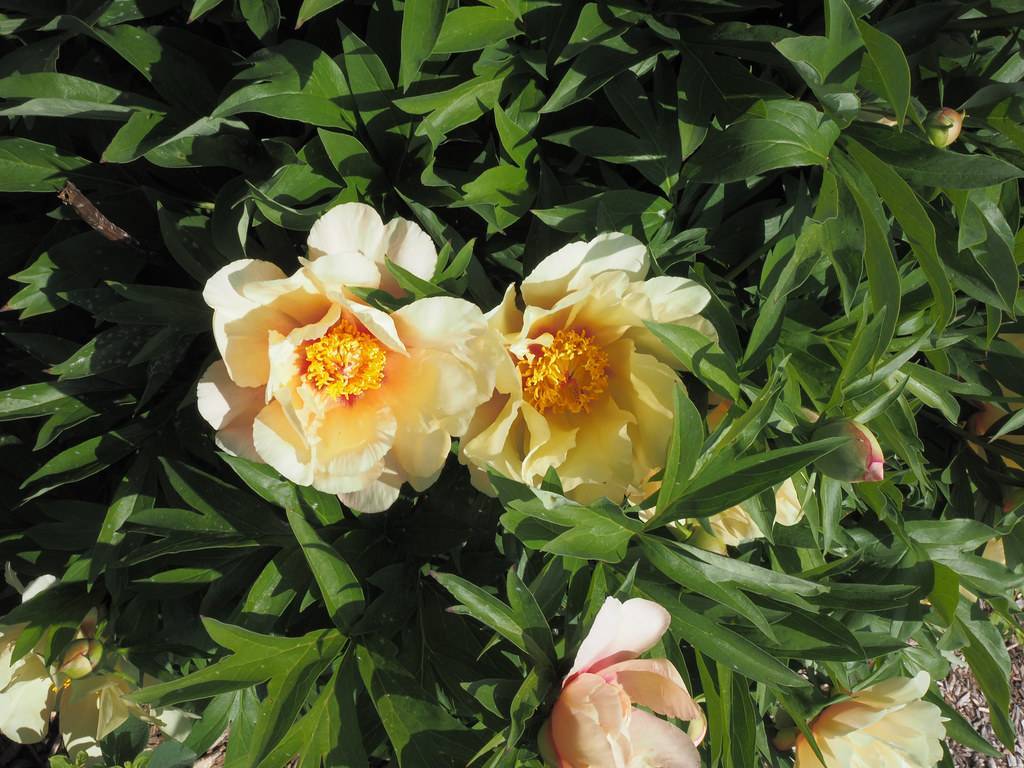 peachy-white, large flowers with yellow, dense stamens, and dark-green, shiny, palmate leaves