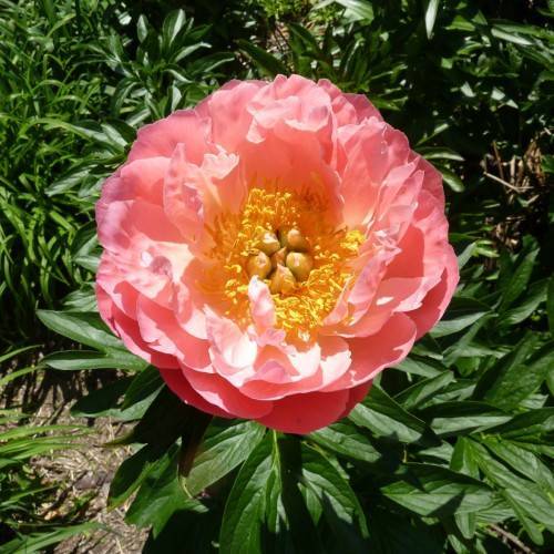 peach-pink flower with yellow stamens, olive-gold center, green leaves and stems