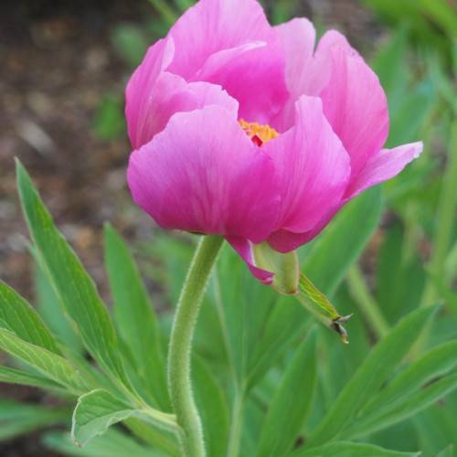 pink flower with yellow center, lime-green leaves and stems