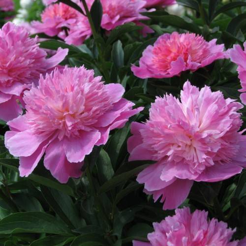 pink-peach flower with dark-green leaves and stems