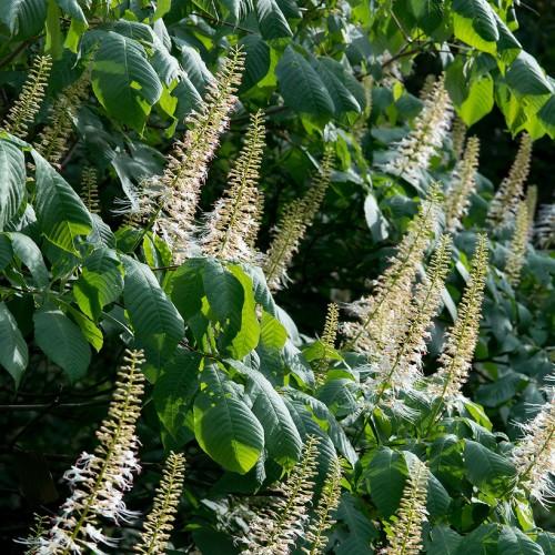 Bottlebrush-shaped white flowers with long brown stems and green leaves.