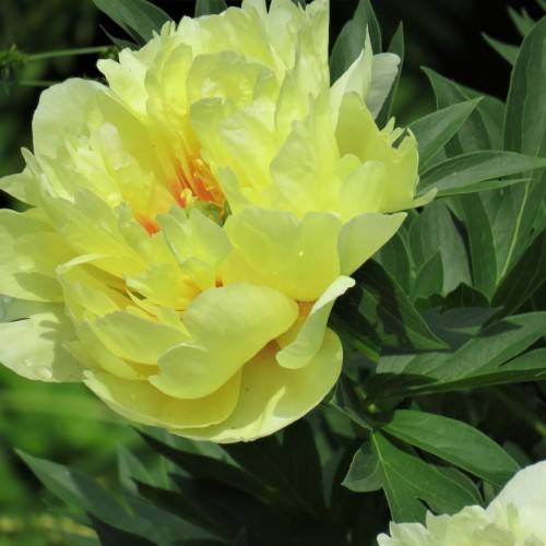 yellow-orange flower with green leaves and stems