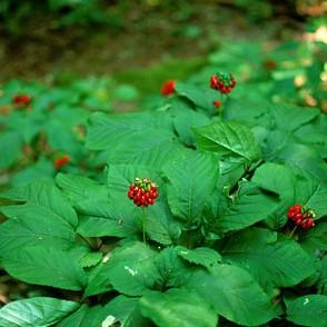 Red fruit, green petiolem green leaves and stems.