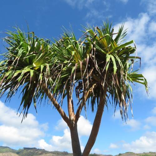 yellow-green, Spiky, elongated leaves with shiny, brown, Stout, branching trunk
