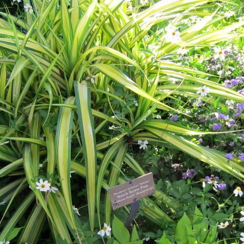 Narrow, long, elongated, lime-yellow, cascading leaves with green, smooth margins