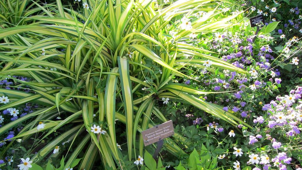 Narrow, long, elongated, lime-yellow, cascading leaves with green, smooth margins