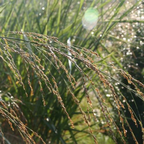 orange-brown foliage