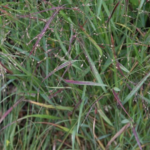 purple-green foliage