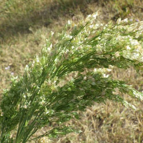 small, white flowers with Slender, erect, green stems