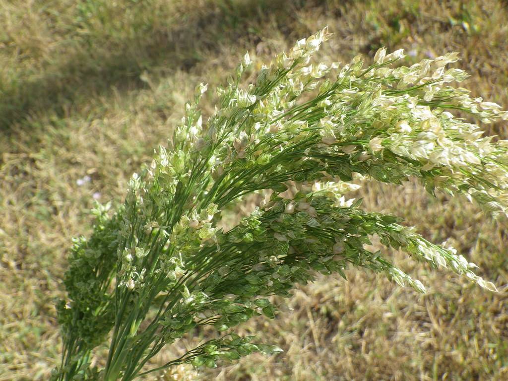 small, white flowers with Slender, erect, green stems