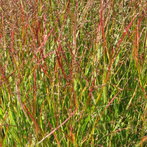Pink-lime-green leaves with beige spikelets.