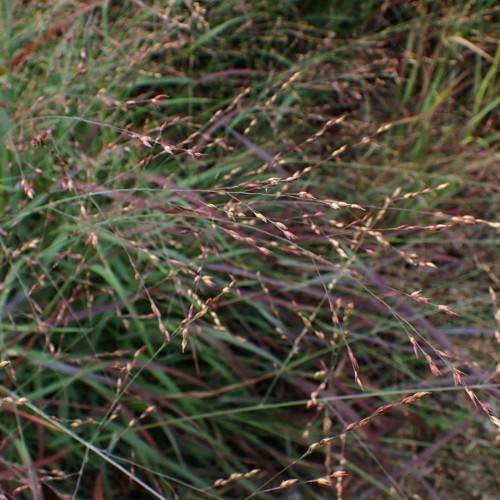 beige-pink flowers with green-burgundy foliage
