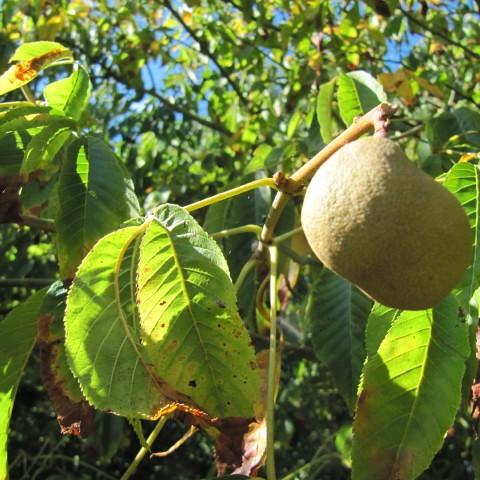 beige fruits and yellow-green leaves on yellow-green stems