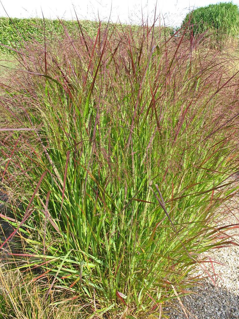 Upright, narrow, shiny, burgundy-green, feathery blades