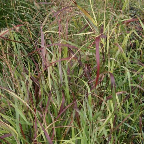 burgundy-green foliage