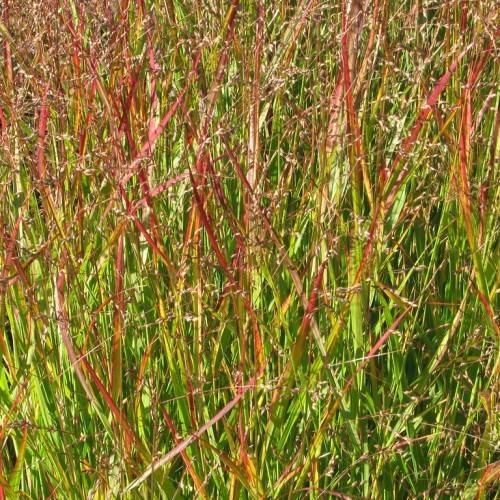 Upright, narrow, shiny, reddish-green, feathery blades