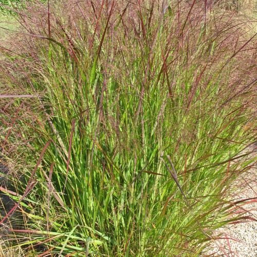 Maroon-green leaves with burgundy-beige spikelet