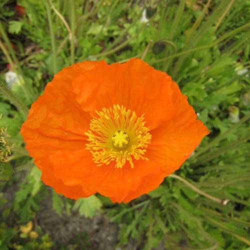 vibrant-orange, round flower with yellow stamens