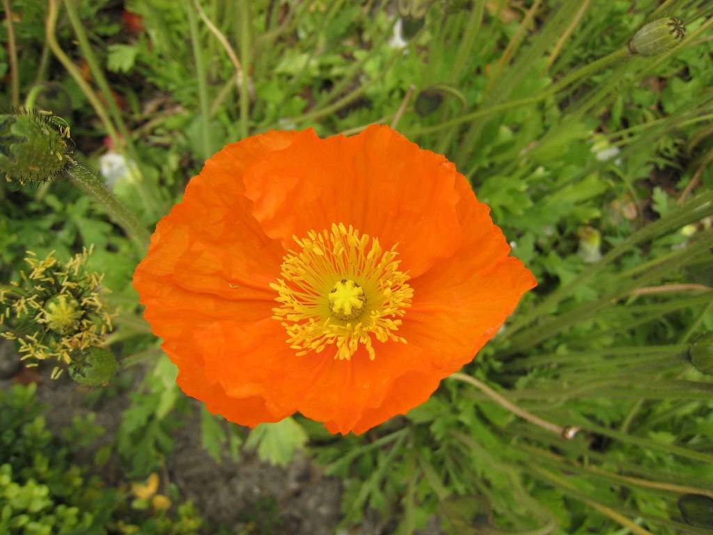 vibrant-orange, round flower with yellow stamens