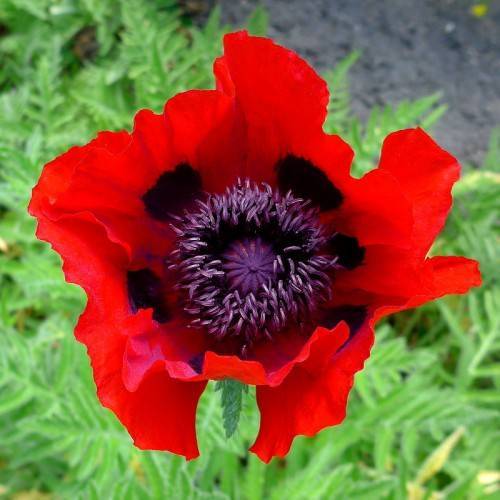 red, ruffled flower with violet tints, and violet-purple stamens