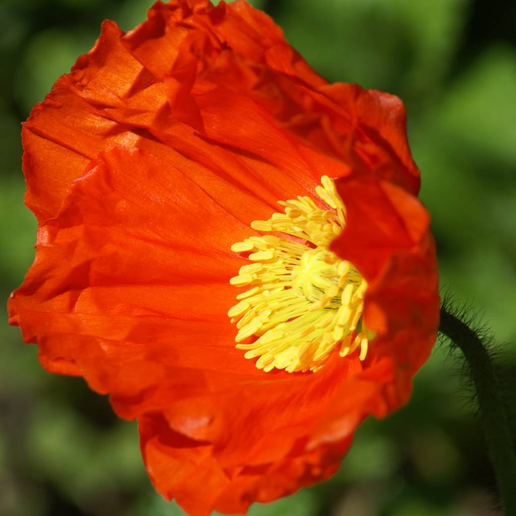 reddish-orange, cup-shaped, shiny flower with light-yellow, shiny stamens, and hairy, green stem