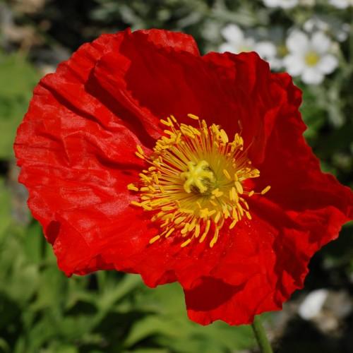 Red flower with yellow stigma and stamen, yellow-brown style and green stems.